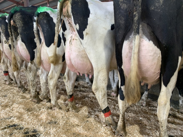 (15 Head) Holstein cows